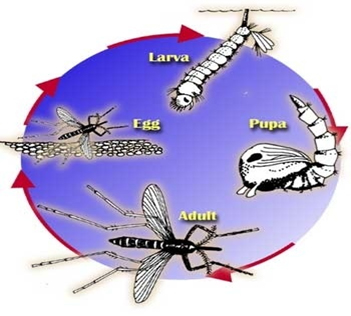 Mosquito & Tick Treatment FAQs | Superior Pest Services